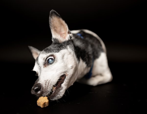 Pet example