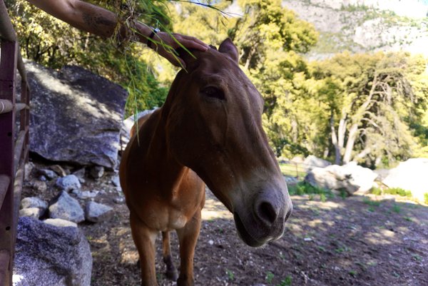 Pet example