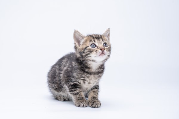 Pet example