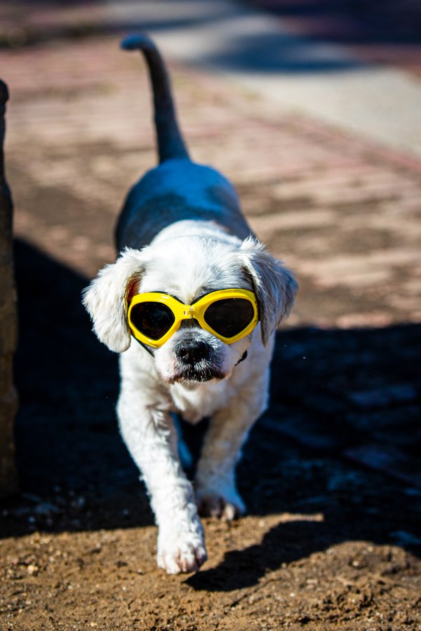 Pet example