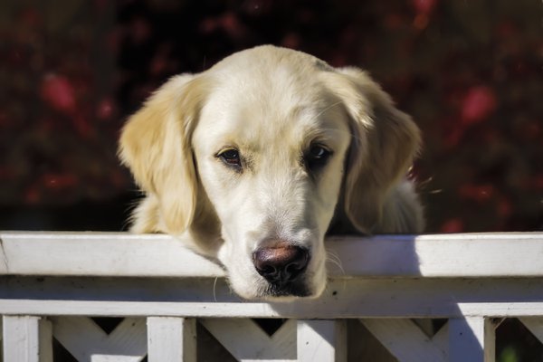 Pet example