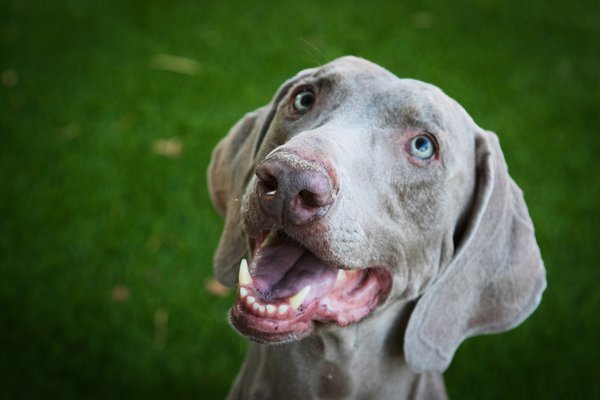 Pet example