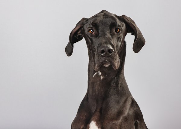 Pet example
