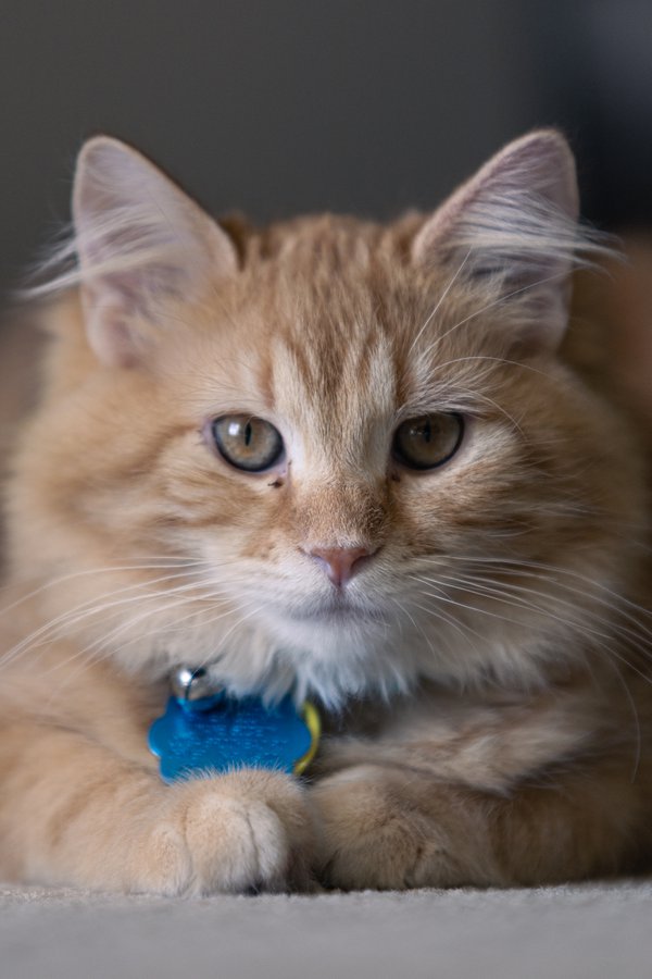 Pet example