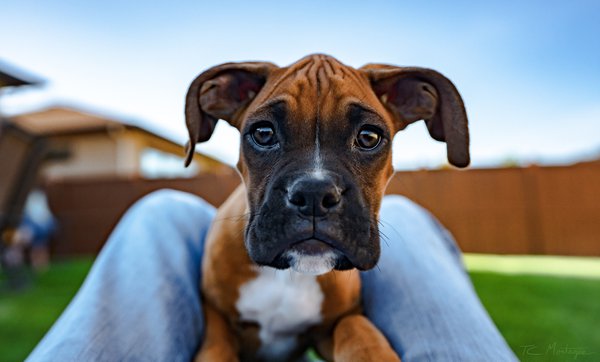 Pet example