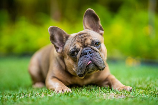 Pet example