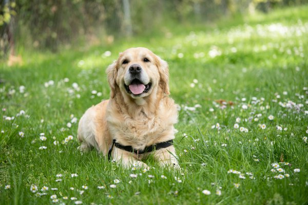Pet example