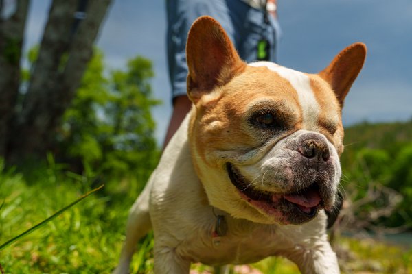 Pet example