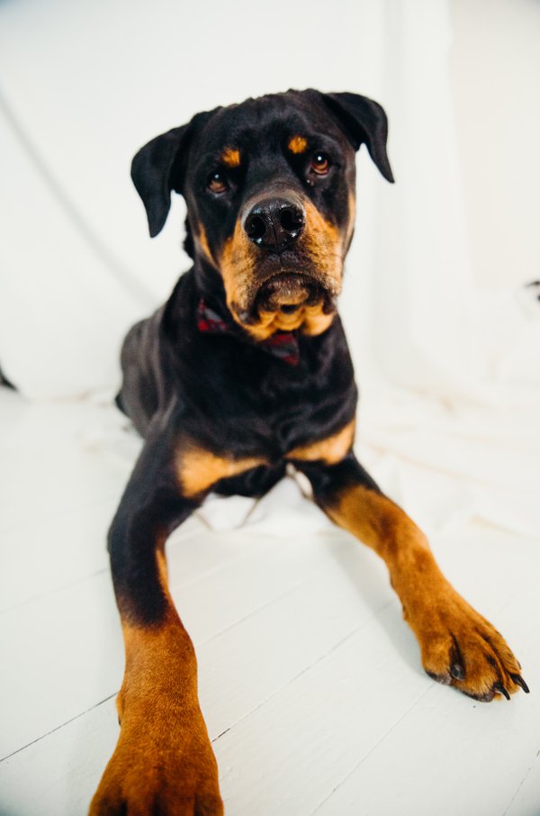 Pet example
