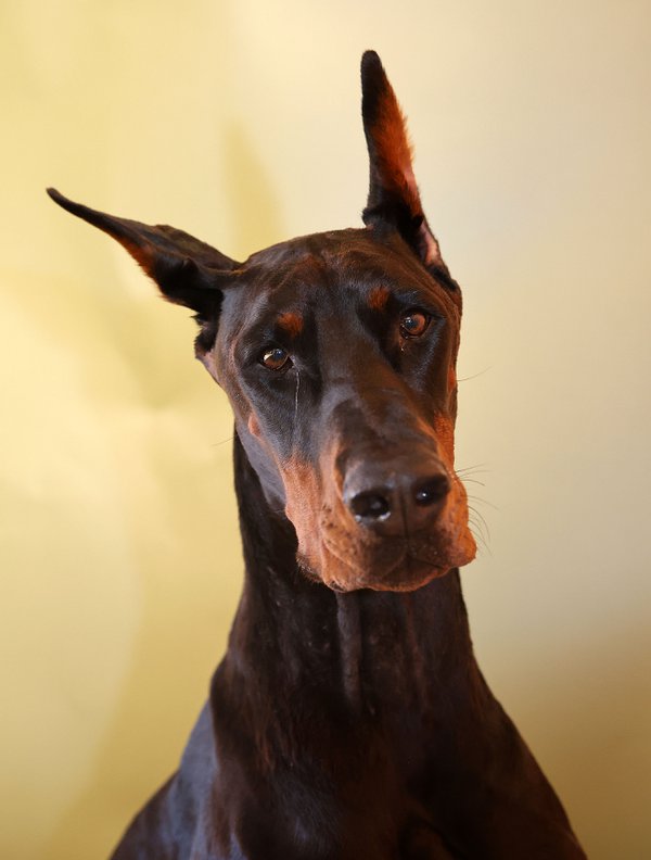 Pet example