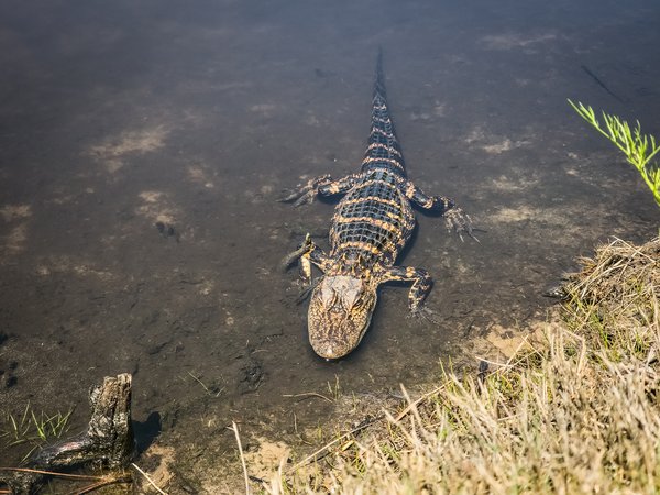 Pet example