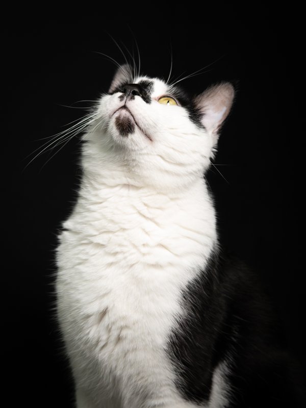 Pet example