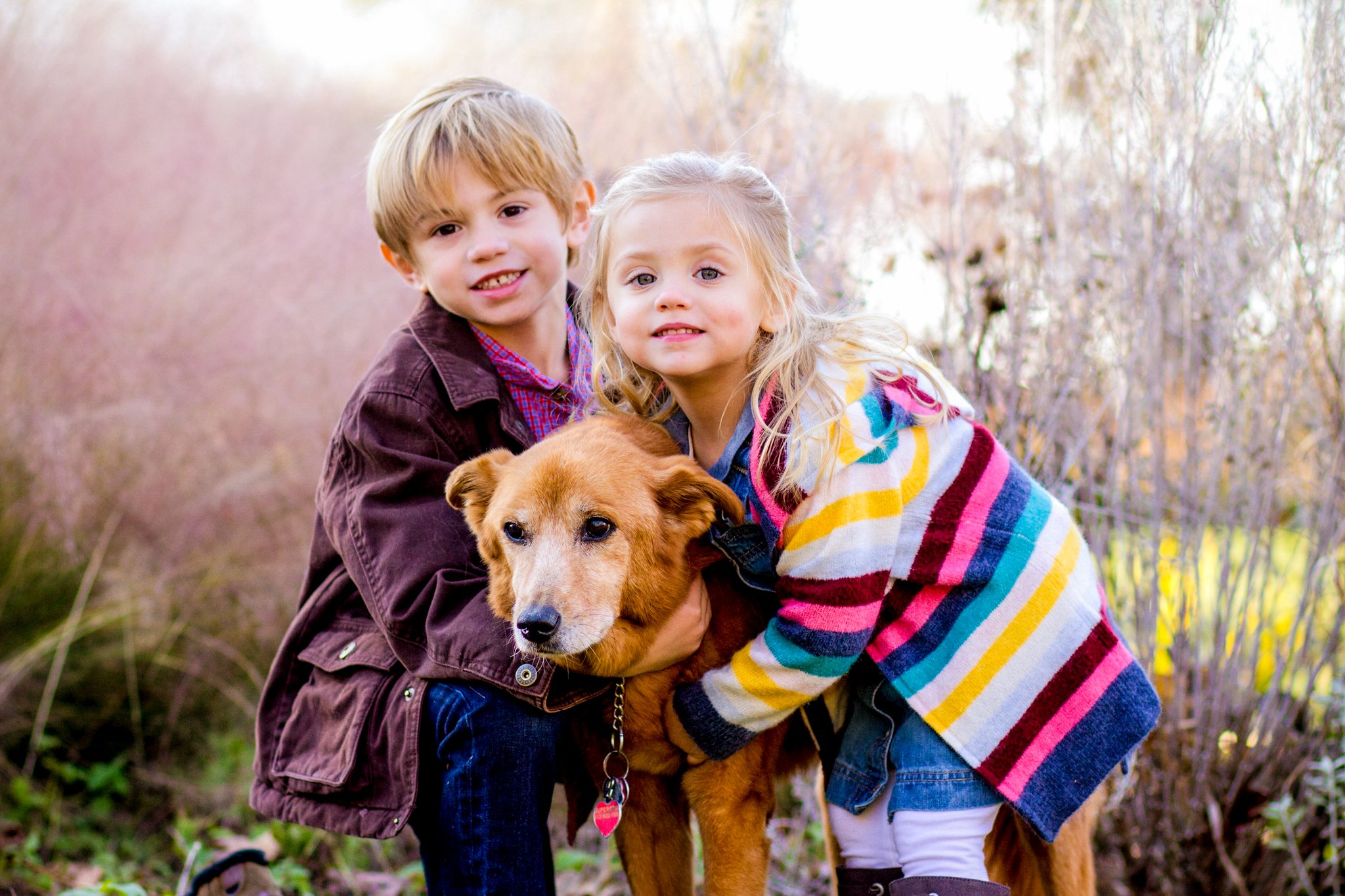 Pet featured sample  in Boston