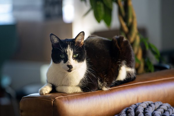 Pet example