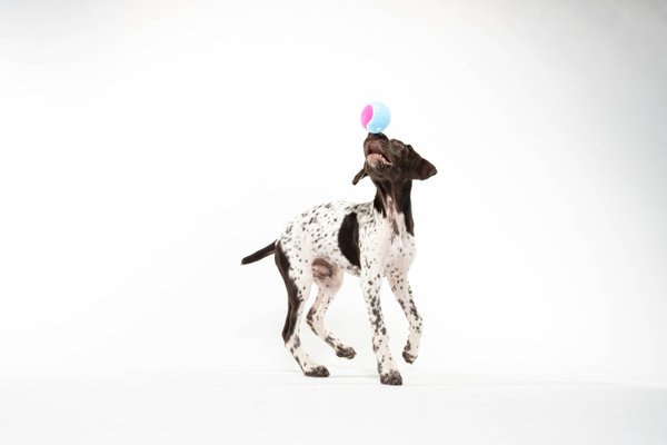 Pet example