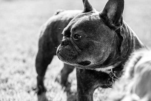 Pet example