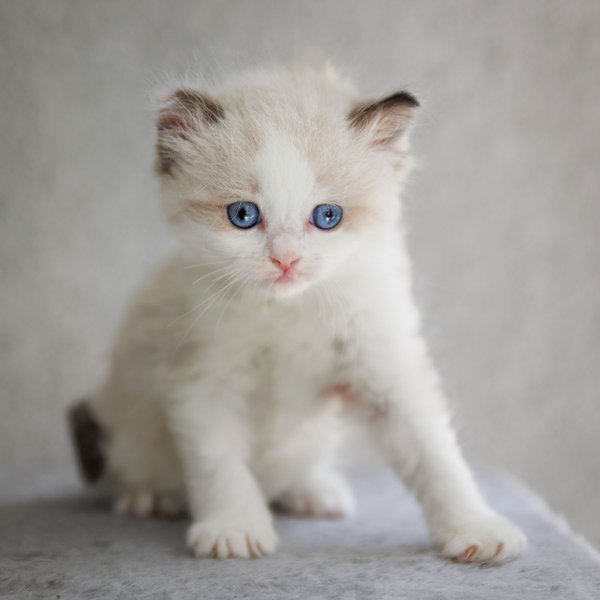 Pet example