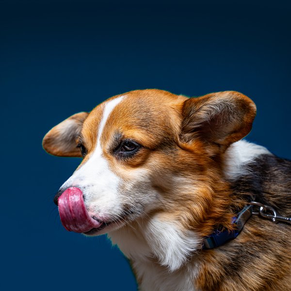 Pet example