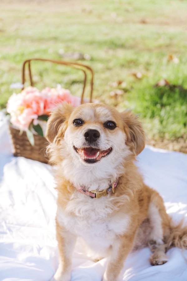 Pet example