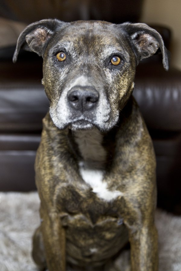 Pet example