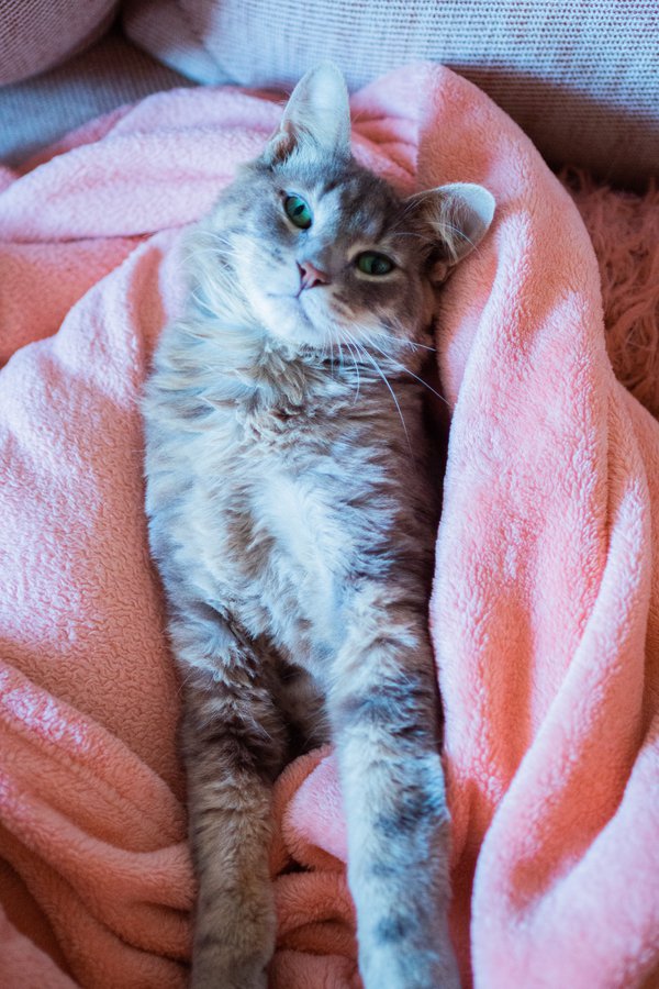 Pet example