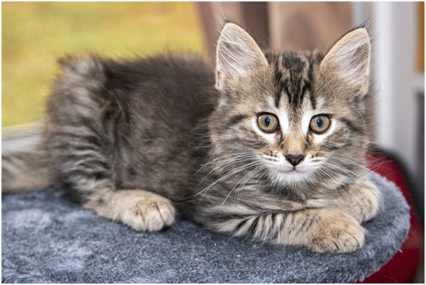 Pet example