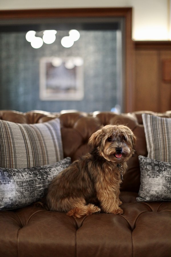 Pet example