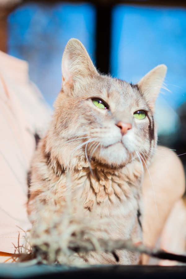 Pet example