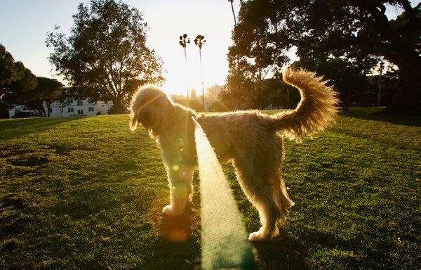 Pet example