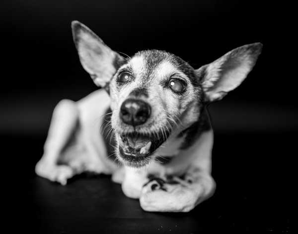 Pet example
