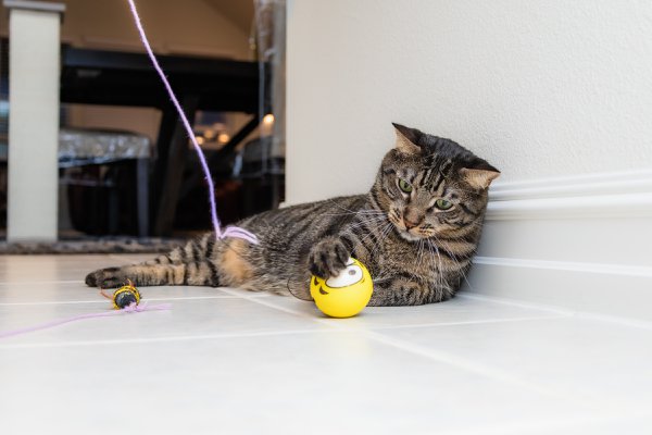 Pet example