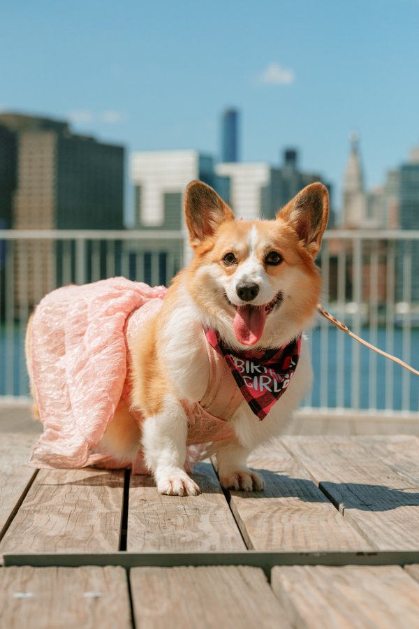 Pet example