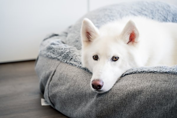 Pet example