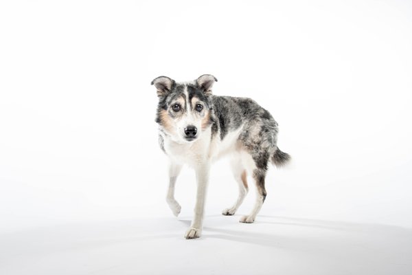 Pet example