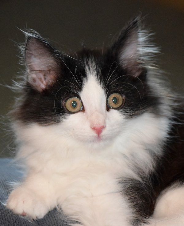 Pet example