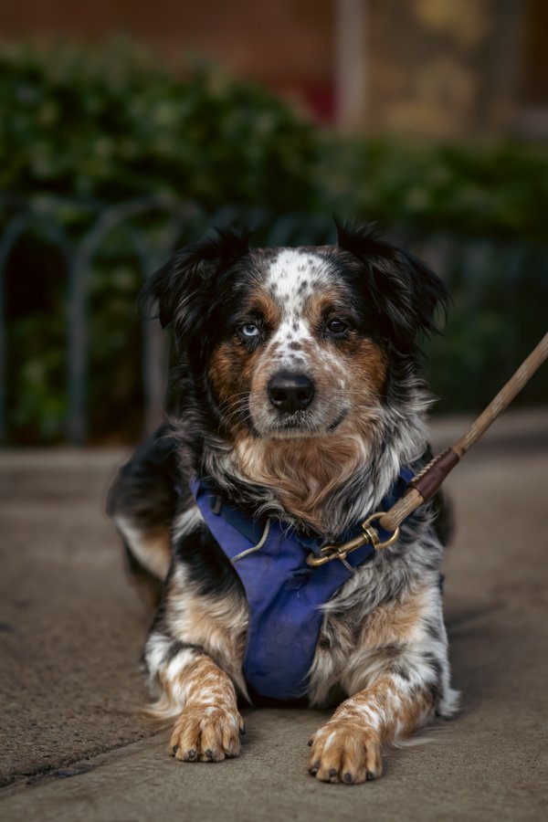 Pet example