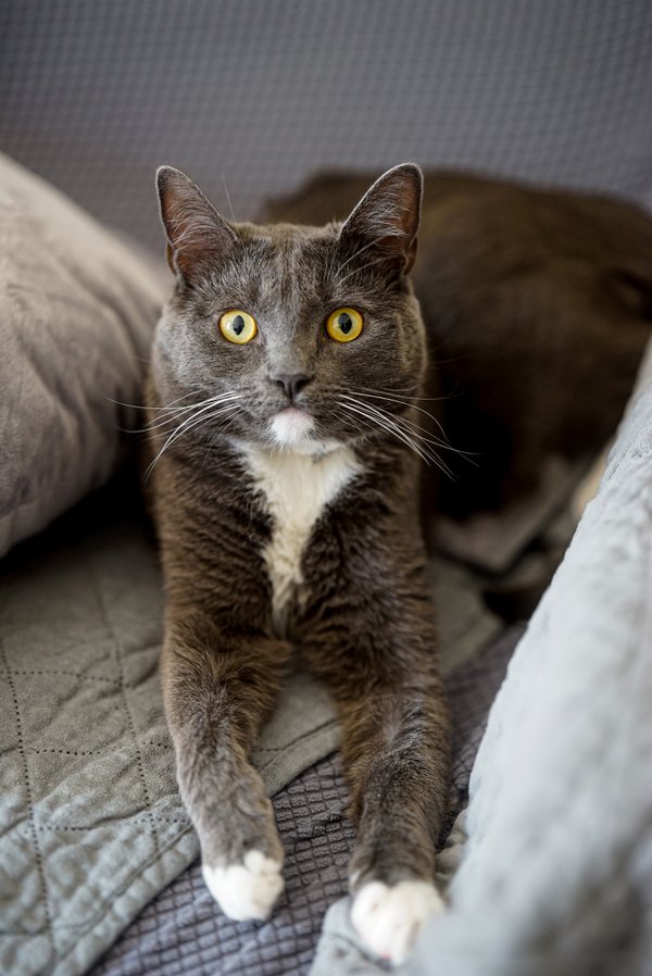 Pet example