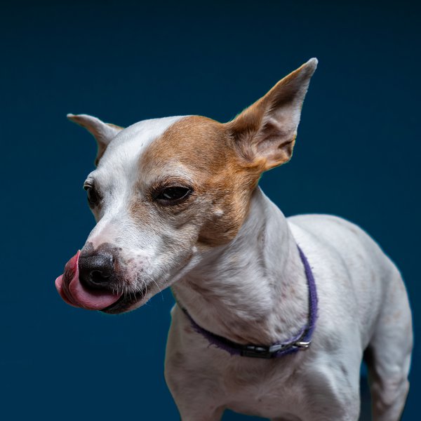 Pet example