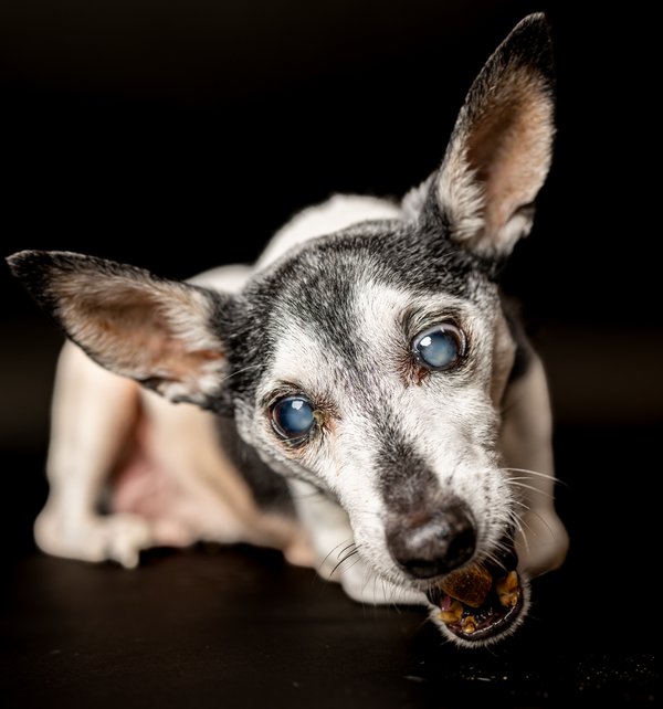 Pet example