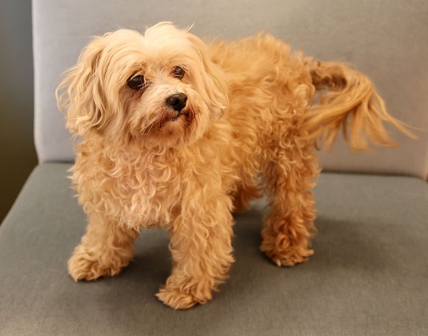 Pet example