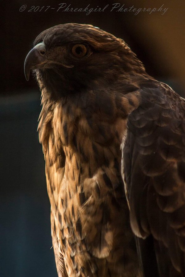 Pet example