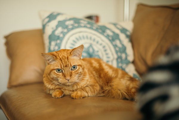 Pet example