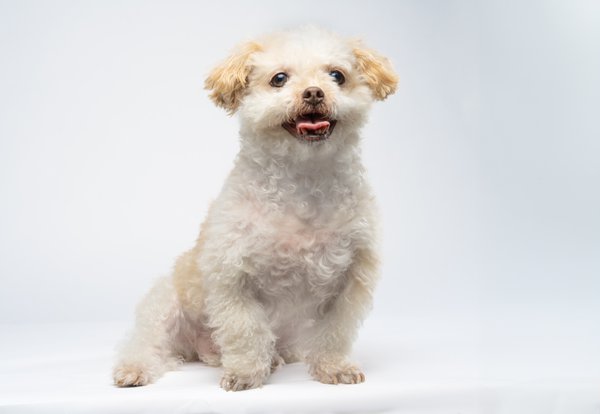 Pet example