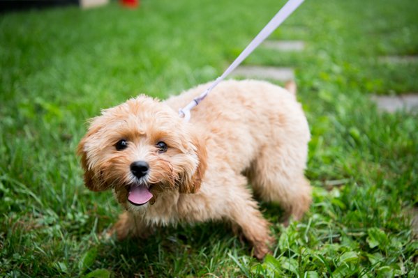Pet example