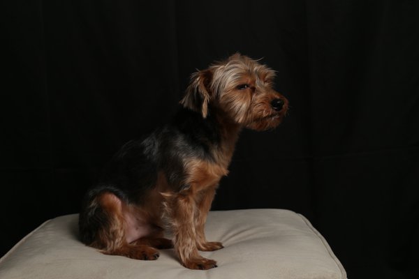 Pet example