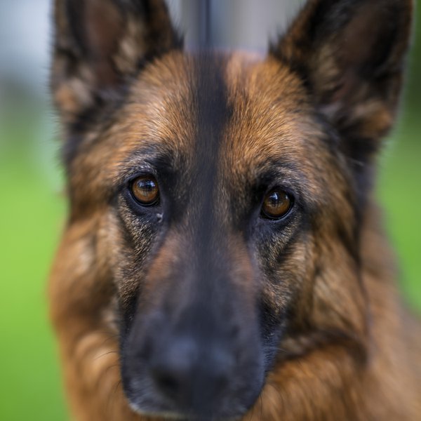Pet example