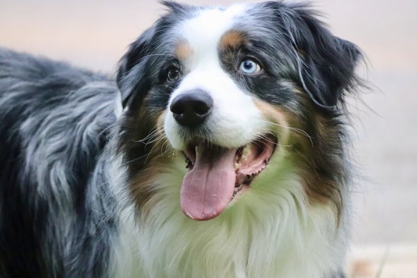 Pet example