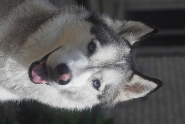 Pet example