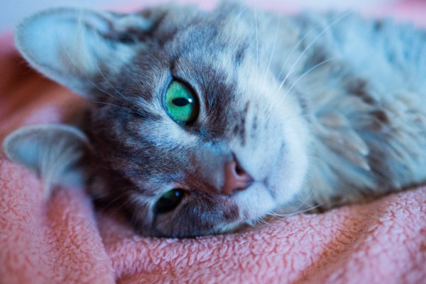 Pet example