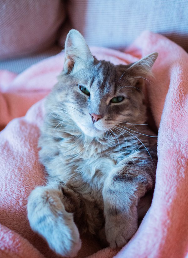 Pet example
